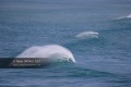 Vague-Anglet-7