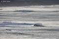 Avalanche-11