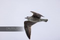 Oiseau-2