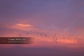 Sunrise-Anglet-28