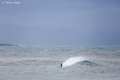Surf Anglet  (13)